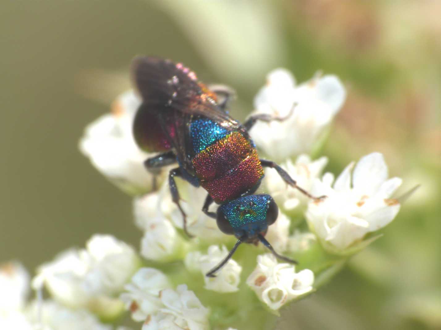 Chrysididae